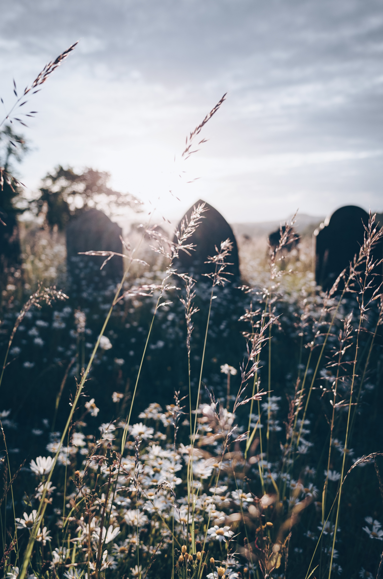Gravestones surrounded by wildflowers and grass, glowing in the morning sunlight