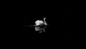 A swan glides over dark water.