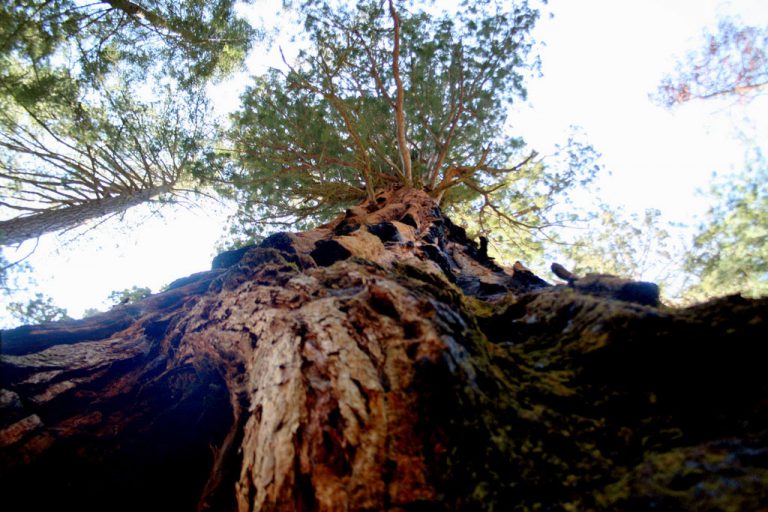 The wise tree soul that got stricken by lightening