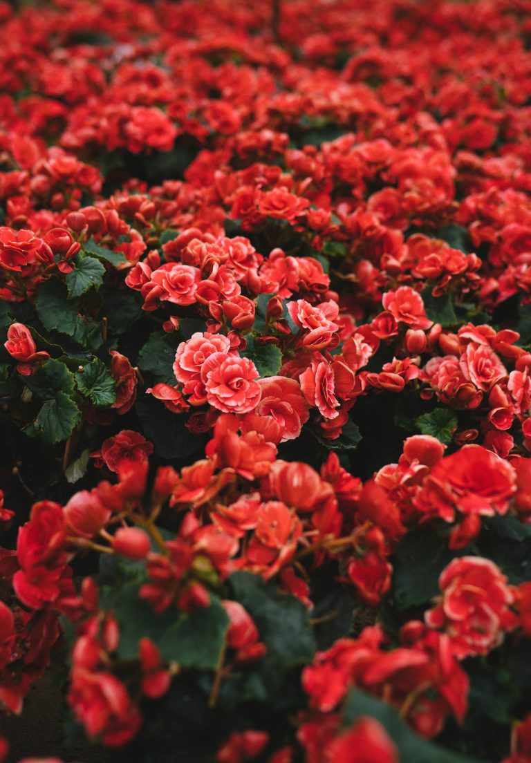 A moody bush of red roses.