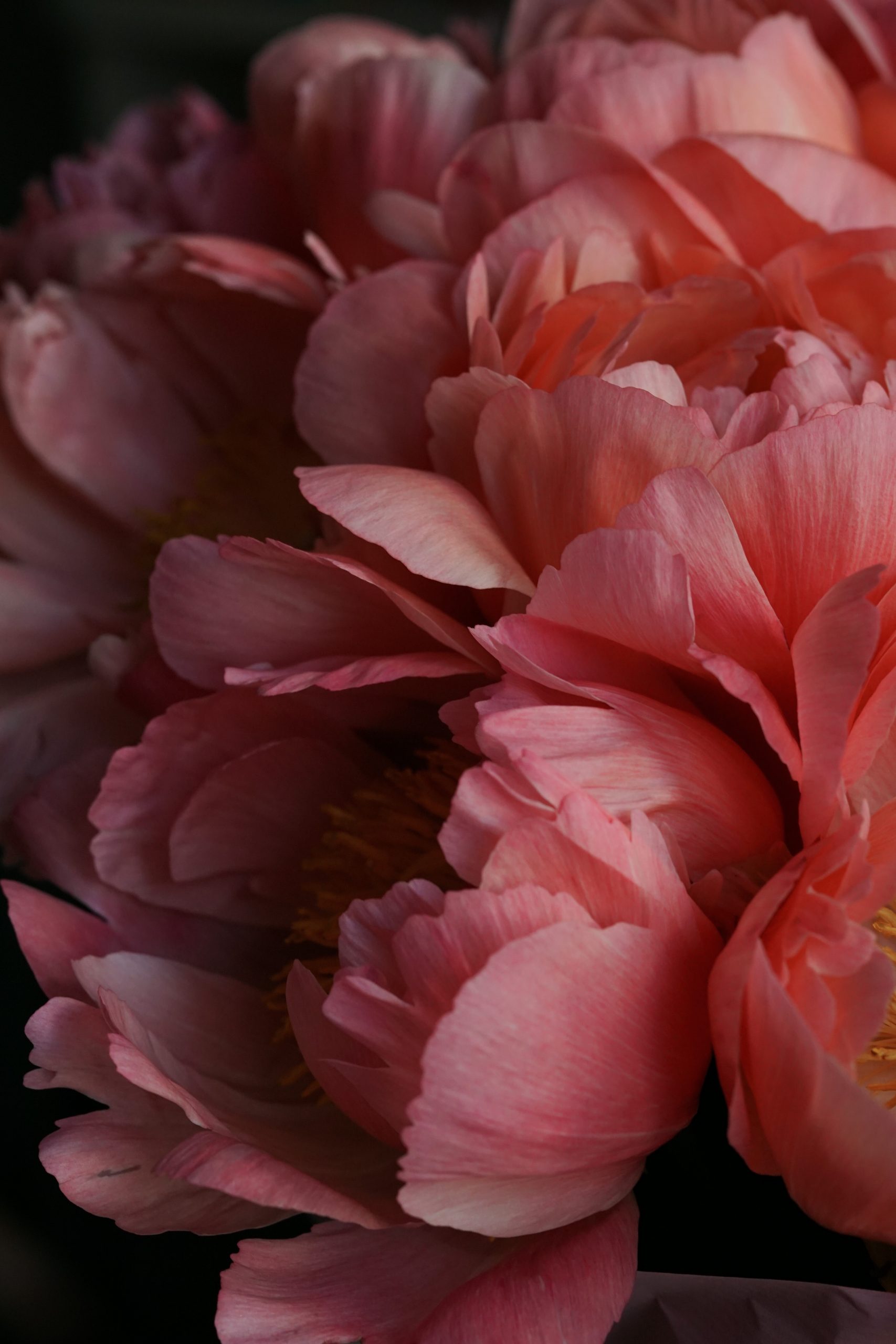 how-can-black-people-write-about-flowers-at-a-time-like-this-the-on