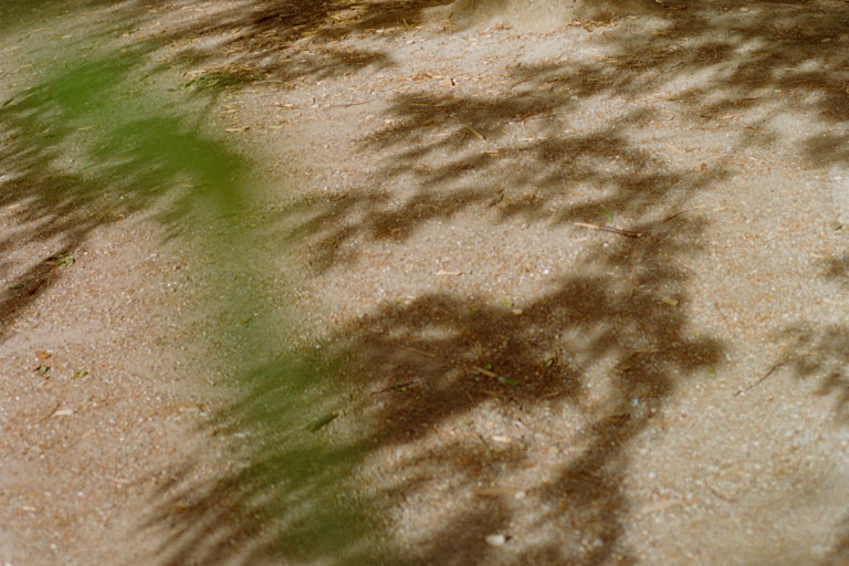 Shadows of a tree's branches are visible on the ground.