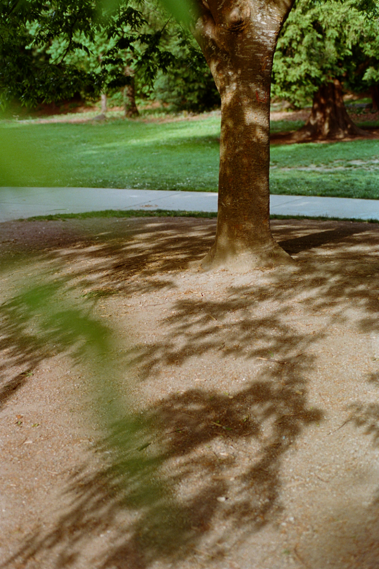 A tree surrounded by bare ground in front of a paved path. Shadows of the tree's branches are visible on the ground. Grass and a wooded area are visible in the background.