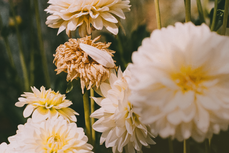 Planted dahlias with cream colored petals, pale yellow centers, and green stems. Two of the flowers have petals that are tan and wilting.