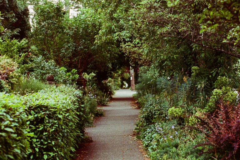 A walking path is surrounded by ground cover, shrubs, and trees in shades of green, brown, and red.