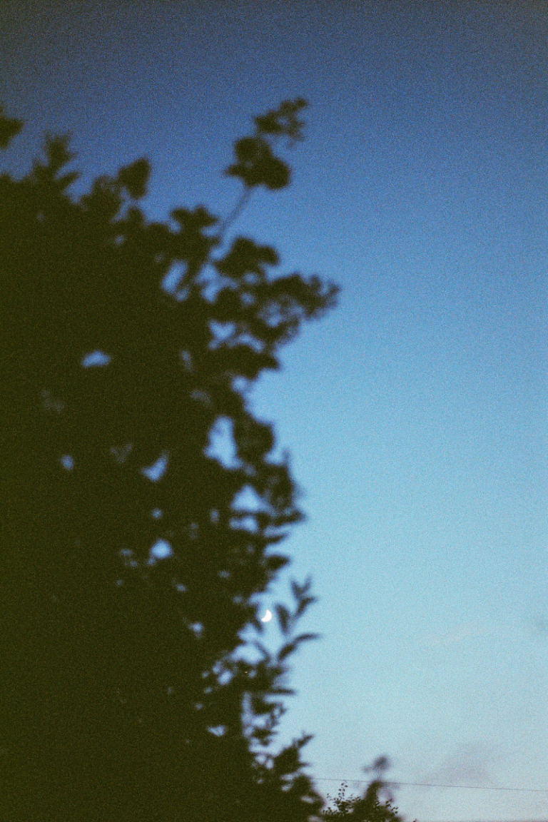 Branches of a tree visible before a gradient blue sky. A crescent moon is visible between the tree branches.