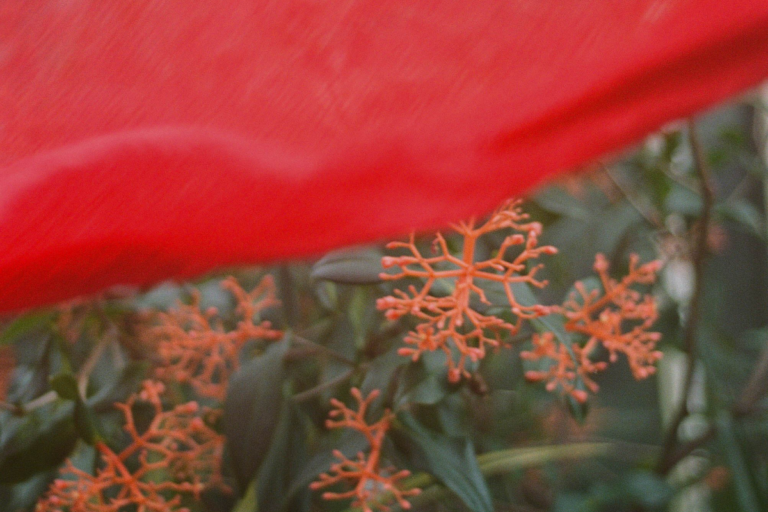 Close up of a red scarf with plants in the background.