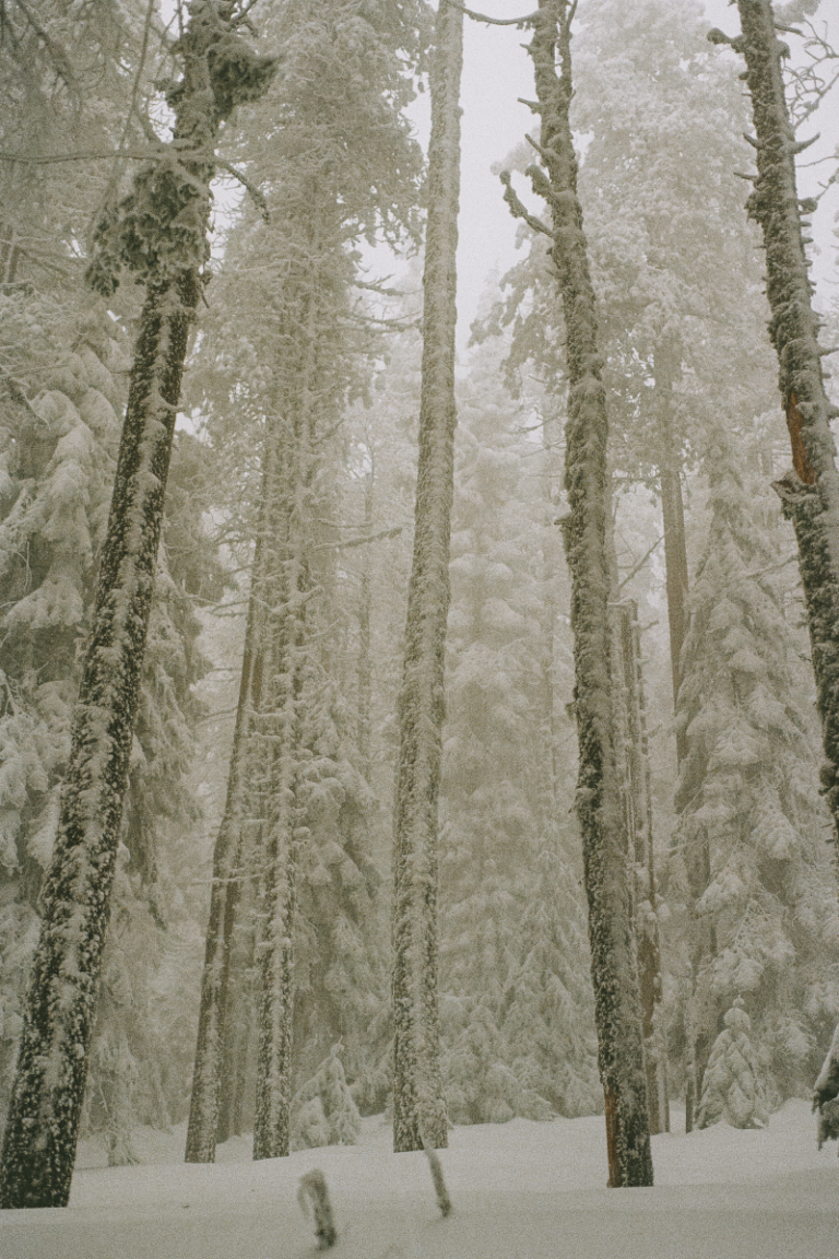 Snow covers the trunks and branches of trees in a a forest.