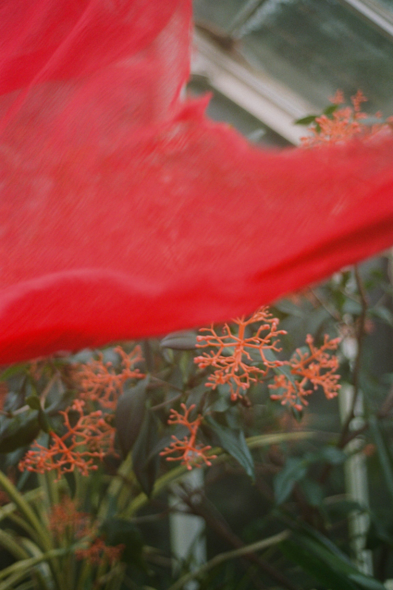Close up of a red scarf inside a green house with plants.