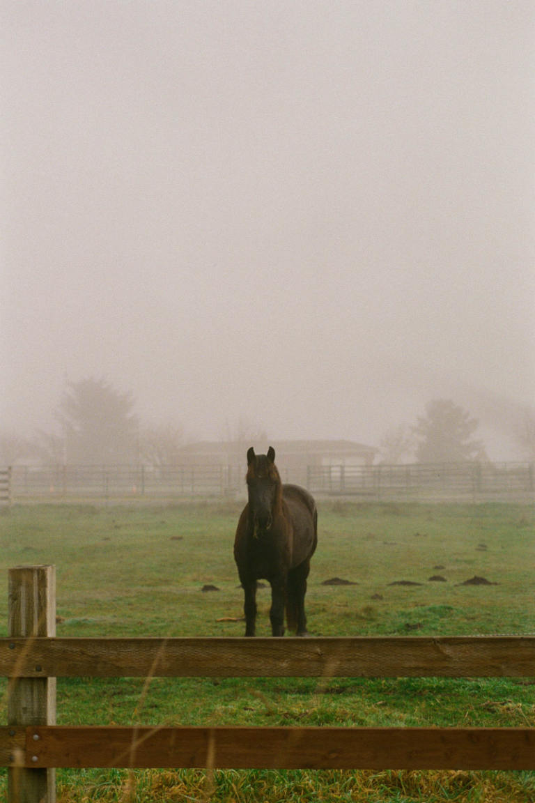 A horse standing within a fenced in area of grass.