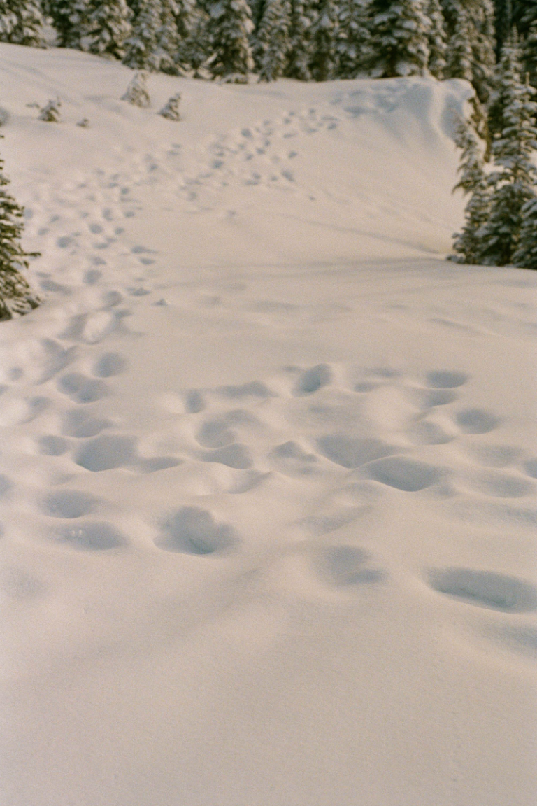 Tracks in snow. Trees covered in the snow in the background.